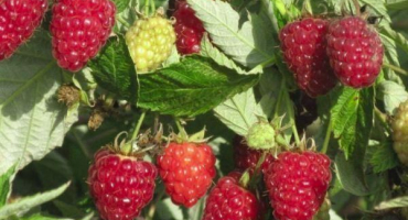 Proč mohou maliny sušit s bobulemi a co dělat, jak bojovat a jak zpracovat